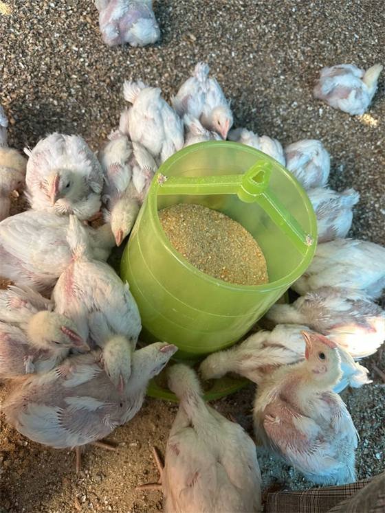 Chicken House (Ouaga & Kouba)