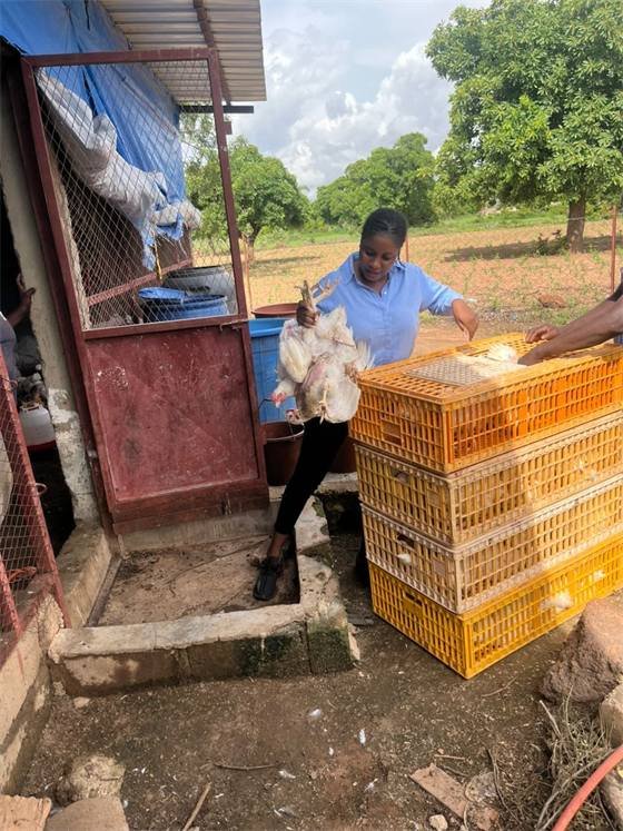 Chicken House (Ouaga & Kouba)