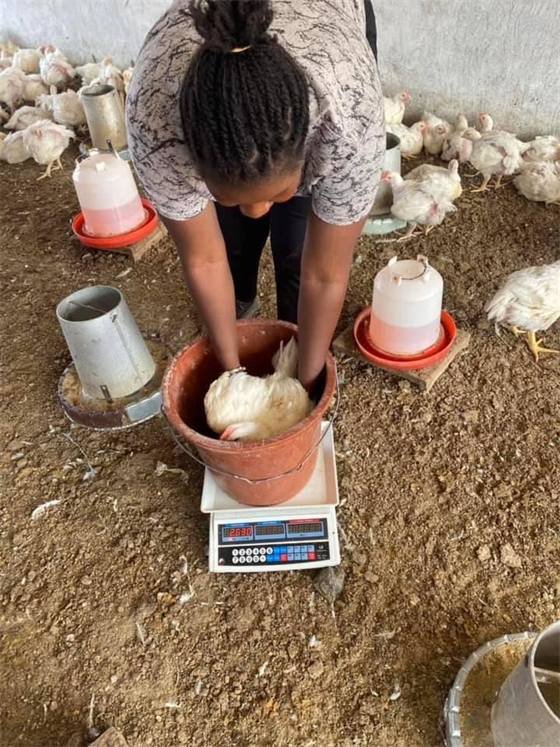 Chicken House (Ouaga & Kouba)